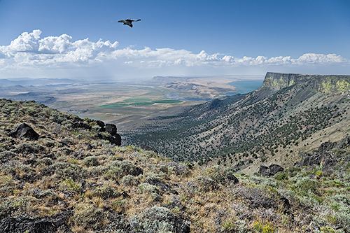 hawk over abert